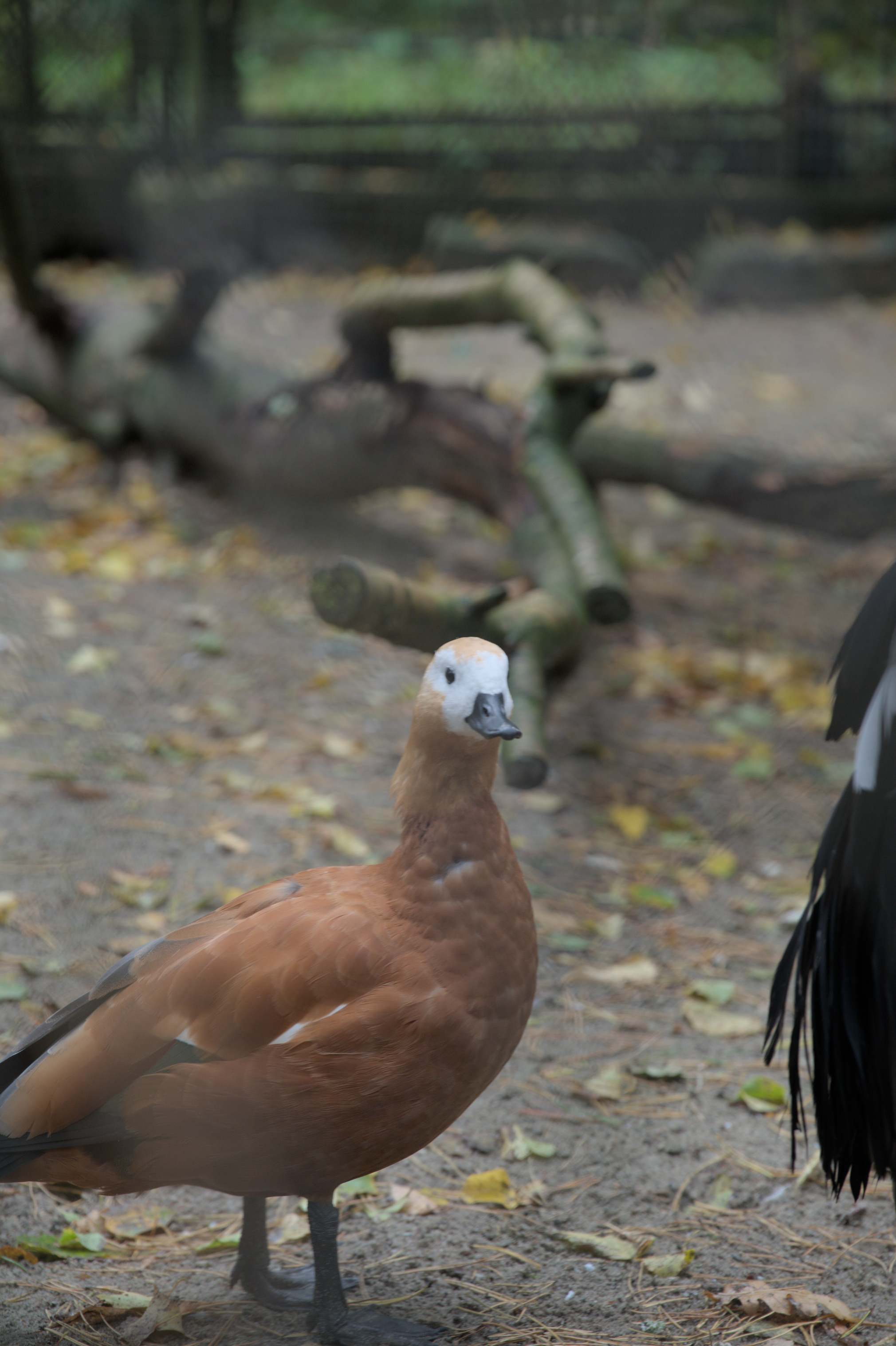 2025/10/12 - zoo/DSC_0087.jpg